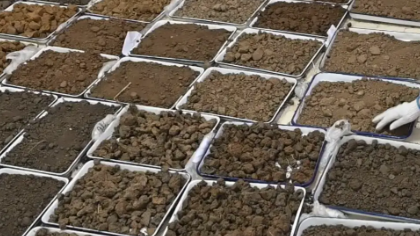红树林土壤与植物检测助力温州湿地生态保护规划