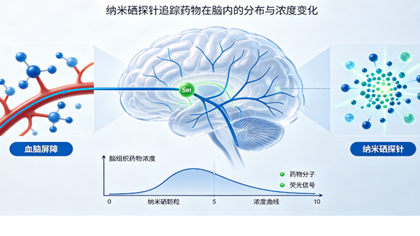 脑组织药物浓度与纳米硒检测助力阿法替尼药效研究