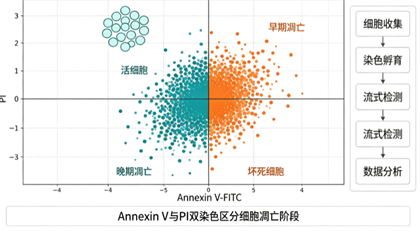 细胞凋亡流式鉴定助力南京某高校课题组解决凋亡比例分析难题